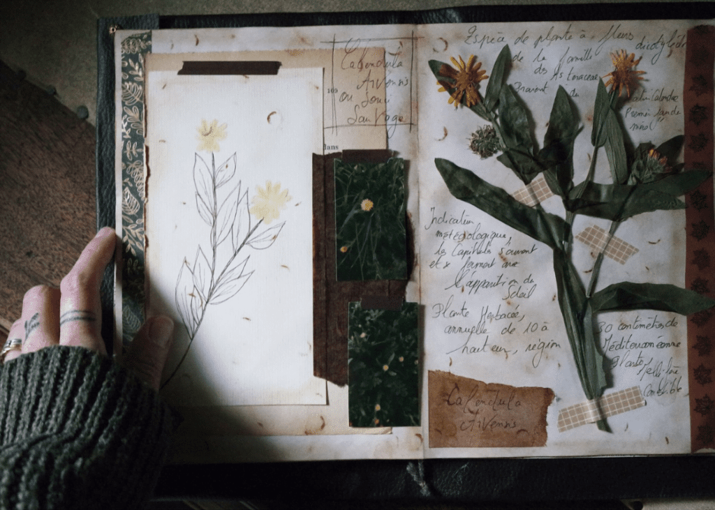 aesthetic herbarium ideas