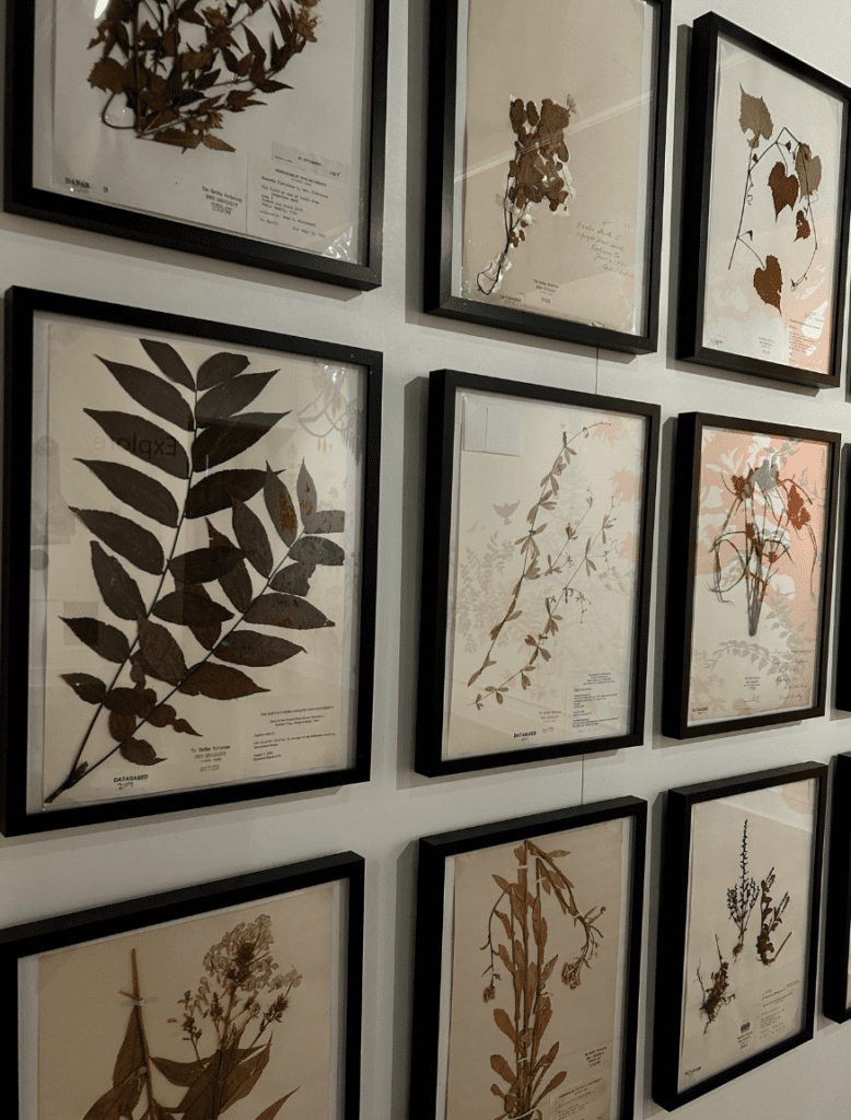 aesthetic herbarium ideas